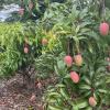 Summer is mango season in Taiwan