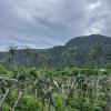 A dragonfruit farm near the mountains
