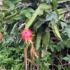Dragonfruit grows on a cactus