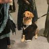 Even the family dog got a matching tuxedo at the wedding sangeet!
