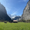 Cows grazing with the stunning mountains of Lauterbrunnen in the background