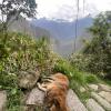 A dog I passed while hiking up to Machu Picchu, sweaty and out of breath
