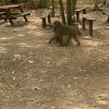 Monkeys at a sanctuary in Ghana