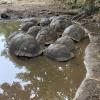 Turtles in the lake in Tanzania