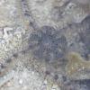 In small puddles of water during low tide, I always see Brittle Stars