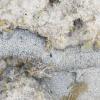 This sea cucumber is camouflaged nicely in the sand