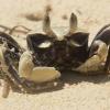 At night, you can always find ghost crabs running on the beach