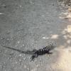 A big ol' lizard in the road!