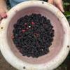 Blackberries picked from the backyard