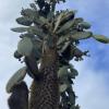A cactus on Santa Cruz Island