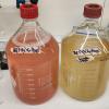 Geobacter sulfurreducens are red in color, and the more bacteria there are, the easier they are to see as a collective with the naked eye... the bacteria in the bottle on the left grew for longer than the bottle on the right, so the bottle is more red!