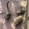 These are coati and they are found all over the parks near the falls