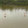 Pink flamingoes grazed for food at sunset