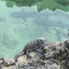  Marine iguana perching on a rock, while a group of several white-tipped reef sharks nap in the canal below