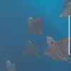 A highlight of my trip was when we swan with a large group of enormous Eagle Rays through the gap in the rocks at Kicker Rock 