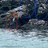 This picture is a great example of the biodiversity of the Galapagos: you can see a seal (in green), two Galapagos penguins (red) and a group of Blue-Footed Boobies (blue) all relaxing on some rocks