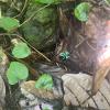 A Poison Dart Frog, known in Spanish as "Rana Dardo Venenoso"