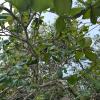 Another tree at Cahuita National park. Can you identify this animal?