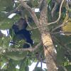 Its a Howler monkey!