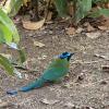 Its a Motmot, Native to Trinidad and Tobago