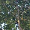 Walking in Cahuita National park... Can you spot what's in the tree?