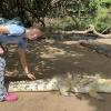 Petting an albino crocodile! We could only pet the males because female crocodiles are more aggressive! 