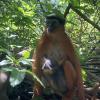 A mother red monkey relaxing with her baby