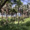 View of the Atlantic Ocean through dense palm trees