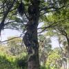 SO many monkeys sitting on one tree branch!
