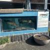 Aquariums all over town since fish is a big part of the food culture here