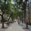 An average street in Barcelona lined with trees
