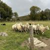 I had the incredible opportunity to visit the Cullen sheep farm in the Wicklow Mountains to learn more about sheep ranching!