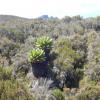 These pineapple-looking plants are called Dedrosenecio kilimanjari, and they are found only on the Shira Plateau of Kilimanjaro