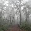 The lush forest in the foothills is very different from the barren peaks