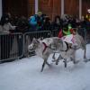 Reindeers and their jockeys competiting in the Reindeer Race