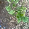 Watch out--this plant stings!