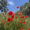 All over Türkiye, poppies bloom during the spring