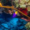 Fairy Basslet (Gramma loreto): these fish hang out on large underwater cliffs, oftentimes making a sea of purple and yellow