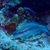 More brightly-colored marine life on the reef