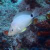Butter Hamlet (Hypoplectrus unicolor): Hamlets will change to the color of species in their area, and no-one knows why!