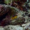 A small size but a big bark--a juvenile Beaugregory looks to make himself a home on the reef!