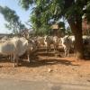 This is a group of cows trying to get out of the sun near the local market