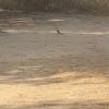 He's hard to see but that little bird is an African red-billed hornbill -- like Zazu from Lion King!