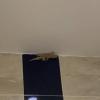 This is Todd! He is the gecko that lives in our apartment!
