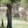 In the Bandia Wildlife Park if you're lucky you can see zebras too!