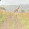 You can visit Bandia wildlife park and see a lot of animals including Giraffes!