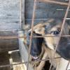 It is common to see a lot of guard dogs at people's homes. These two are training to be livestock protection dogs!