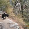 Here's a yak wondering whether to jump down or walk by us. It was afraid to walk by at first, but eventually chose the easier path