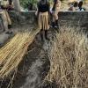 Nursery beds are covered with hay or palm fronds to protect the young plants