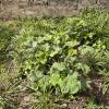 Okra thriving despite some weeds...last year the school water pump broke, so only local vegetables survived the dry period